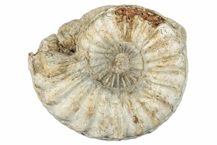 Jurassic Ammonite (Pleuroceras) Fossil - Germany #277200